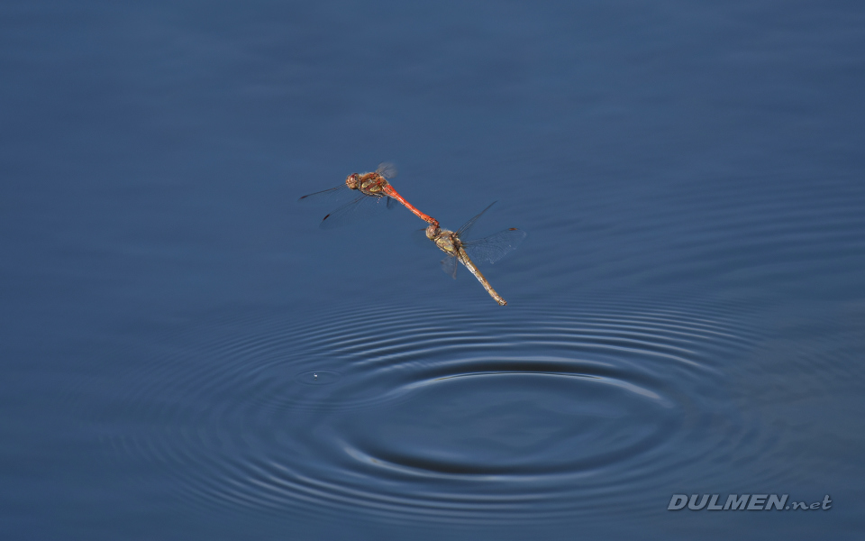 Common darter (Sympetrum striolatum)